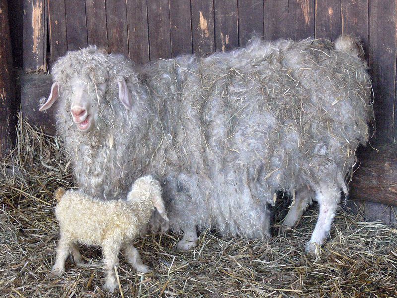 Angora