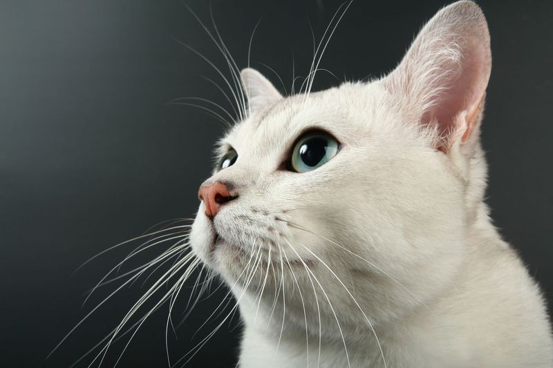 Whisker Wisdom