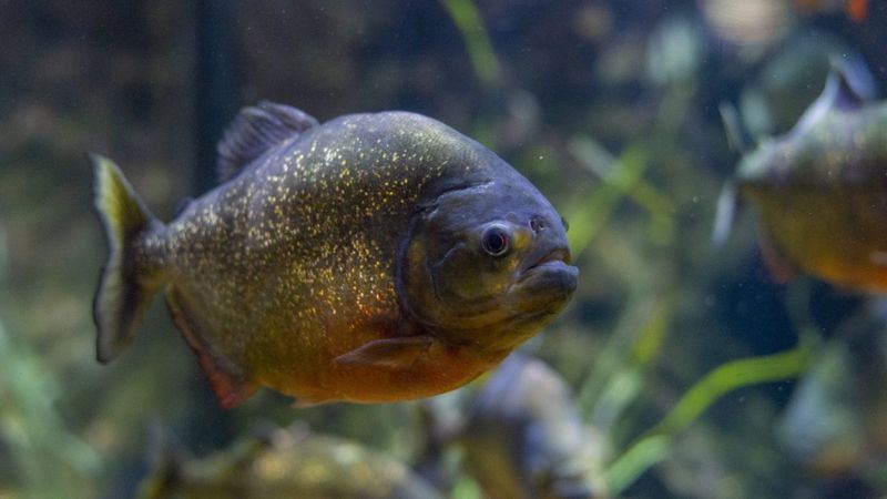 Piranha