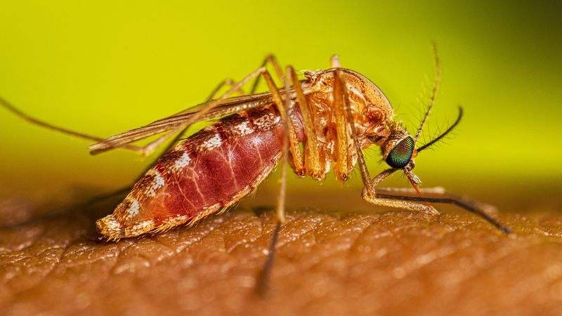 West Nile Virus