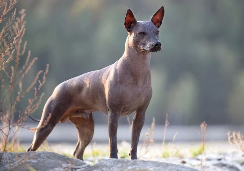 Xoloitzcuintli