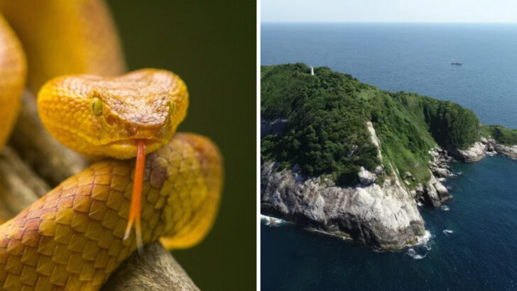 No Humans Allowed -10 Mind-Blowing Facts About Snake Island’s Venomous Snakes