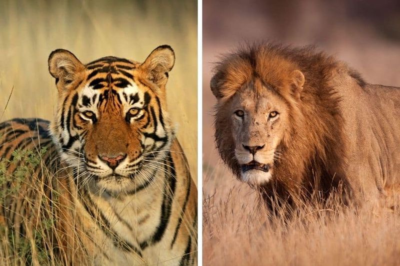 Lions: The Kings of the Savanna