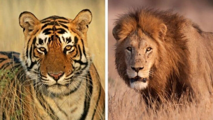 No Tigers in Africa? Here’s Why—and Who Rules Instead