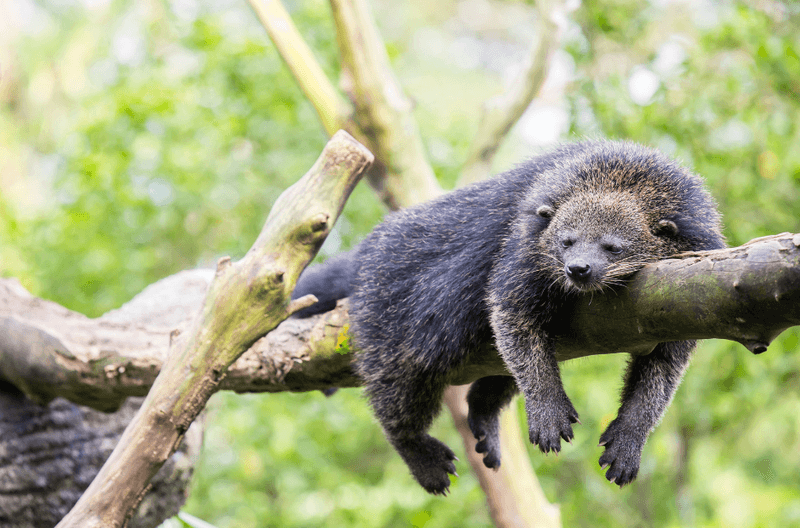 Tree-Dwelling Helper