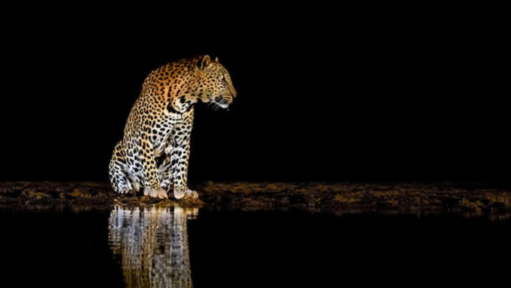 Nocturnal vs. Daylight Animals: Who Rules the Night and Who Owns the Day