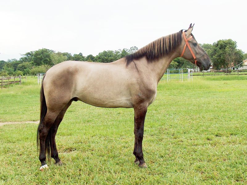 Mangalarga Marchador