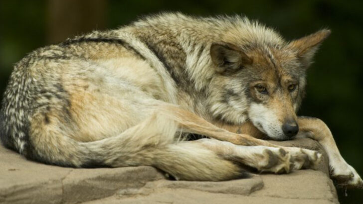 North America’s 25 Most Endangered Animals Ranked