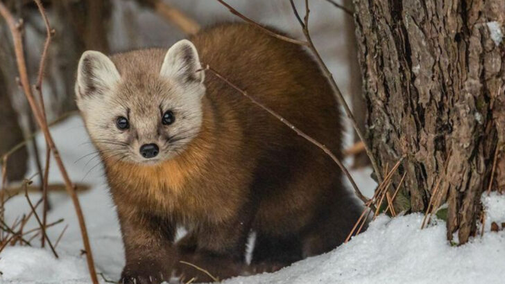North America’s Hidden Treasures 12 Wild Animals You’ll Rarely See