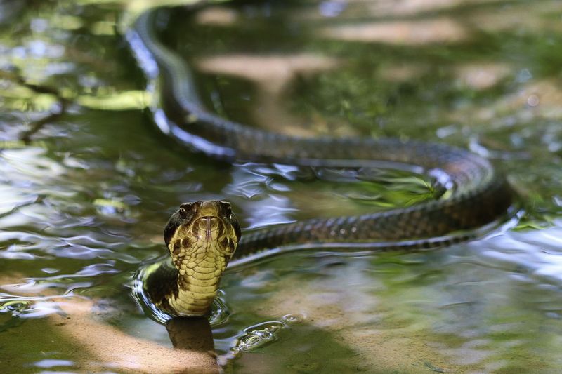 Alabama