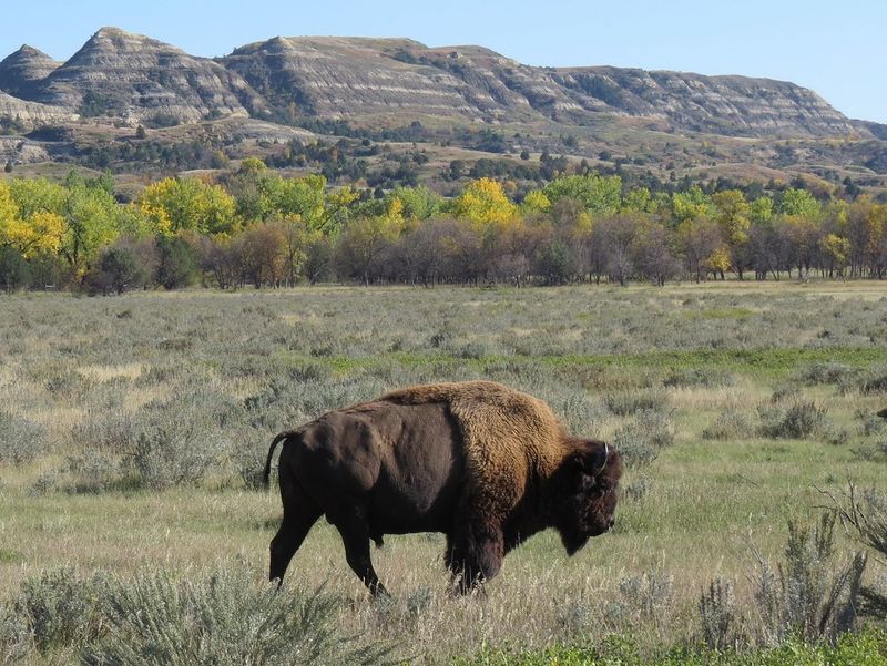 North Dakota - Bison