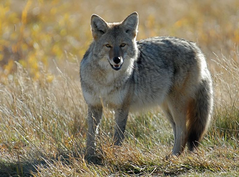 Ohio - Coyote