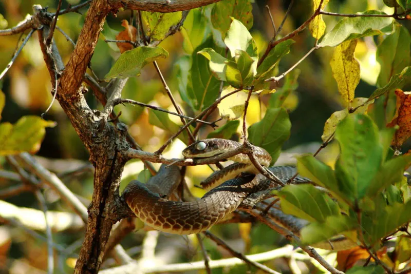 Boomslang