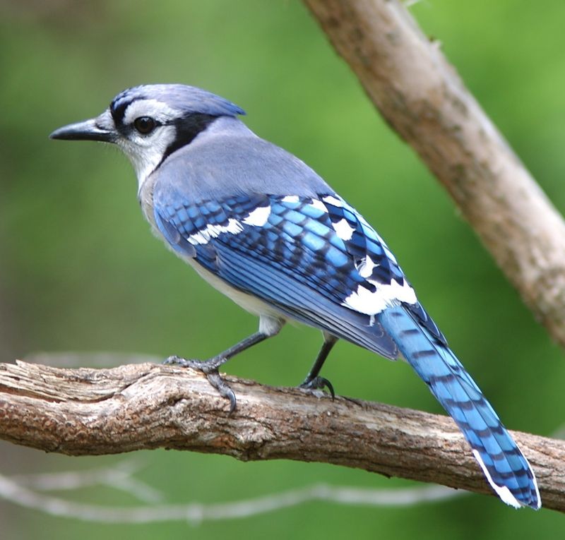 Blue Jay