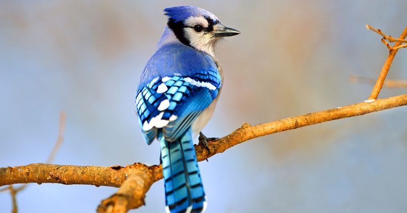 Blue Jay