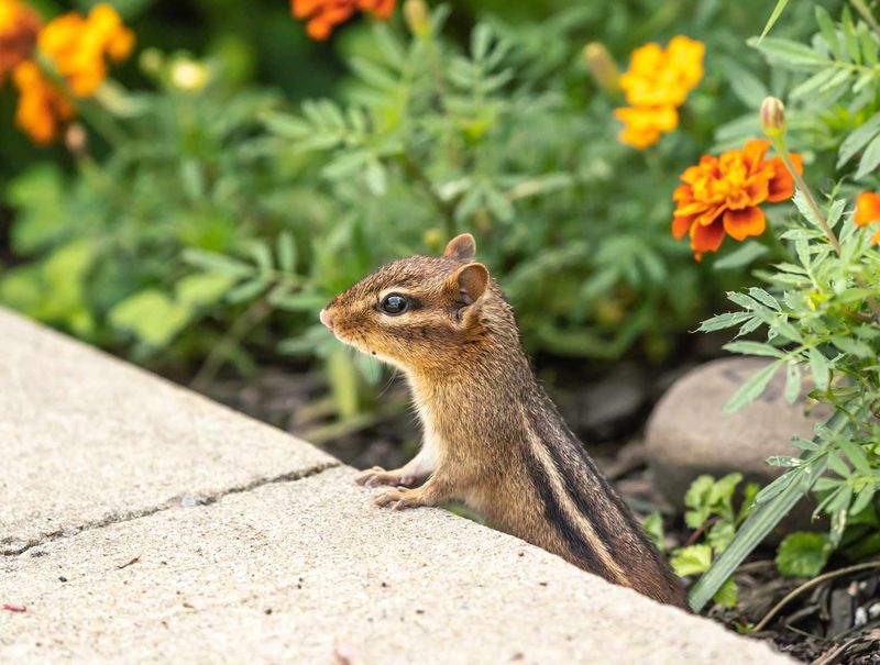 Chipmunk