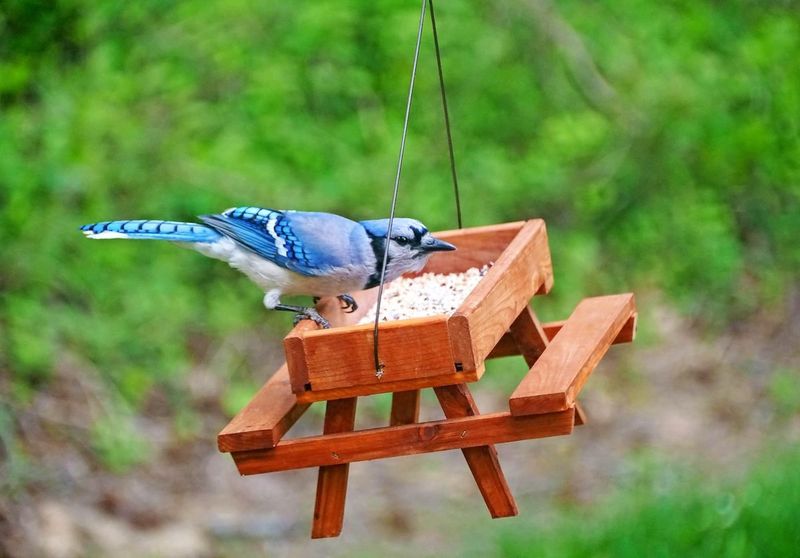 Blue Jay