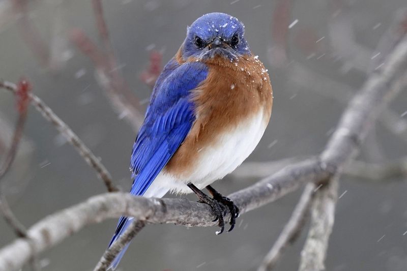 Eastern Bluebird