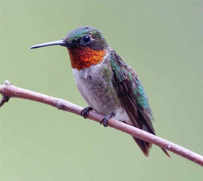 Ruby-Throated Hummingbird