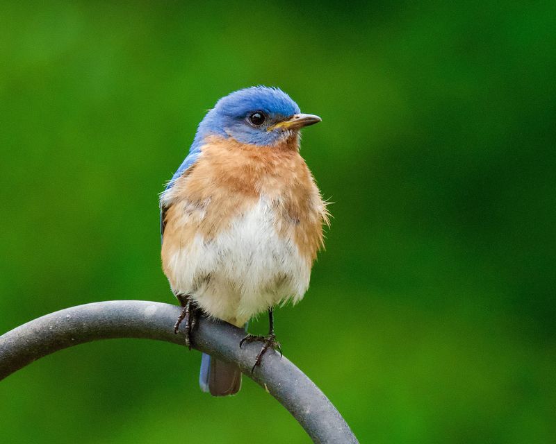 Eastern Bluebird
