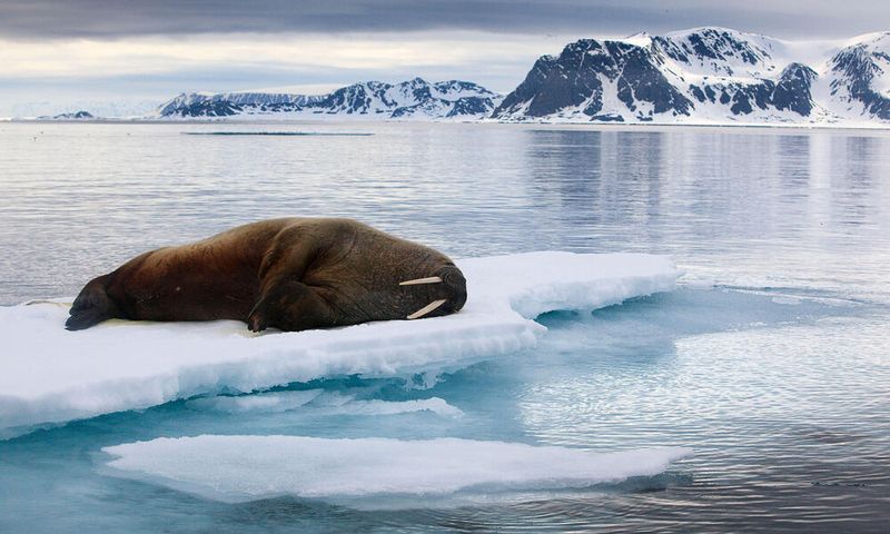 Walrus