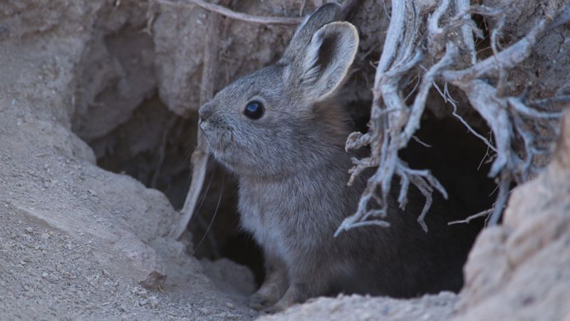 Pygmy Rabbit