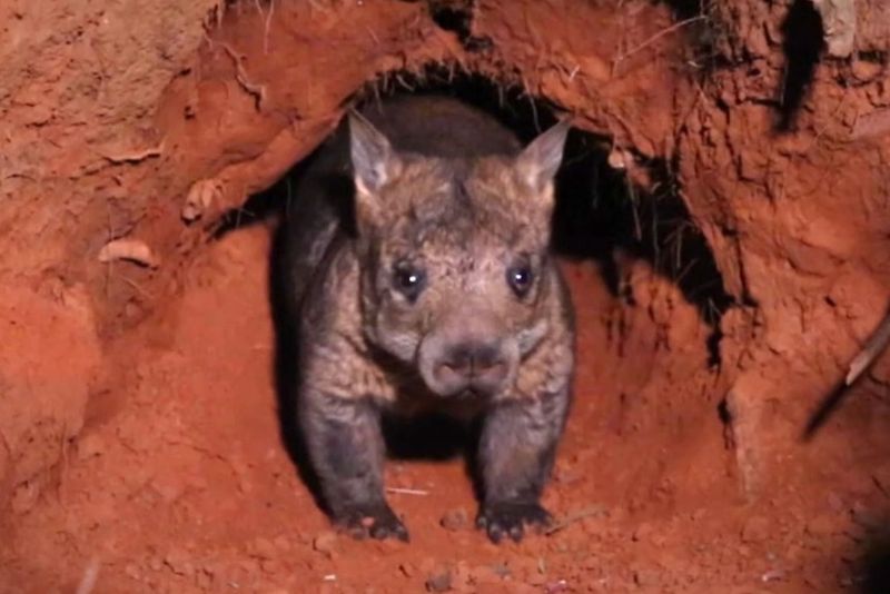 Northern Hairy-Nosed Wombat