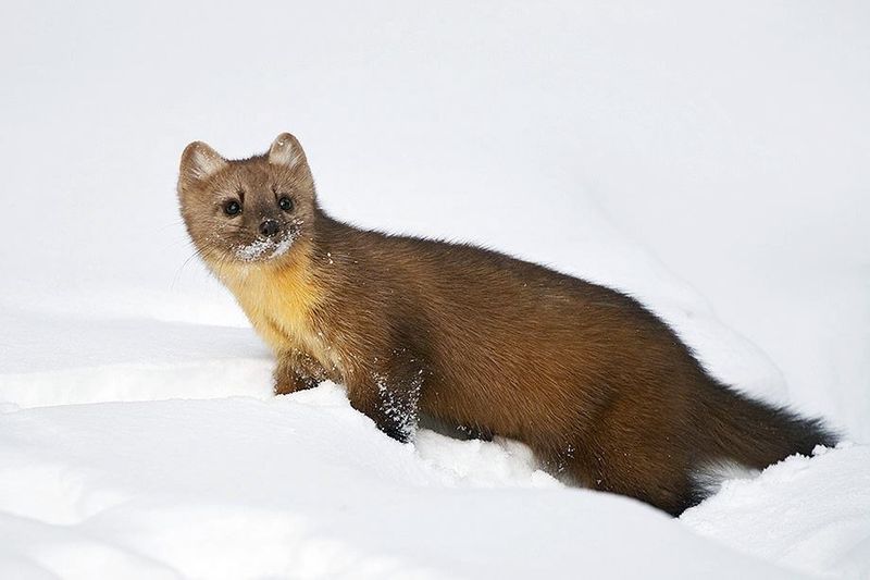 American Marten