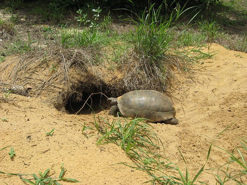 Gopher Tortoise