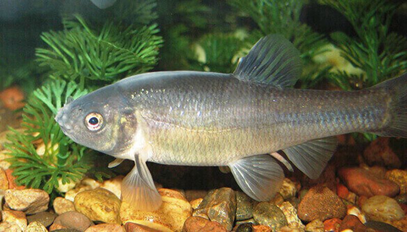 Fathead Minnow