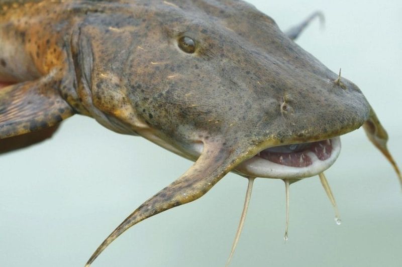 Goonch Catfish