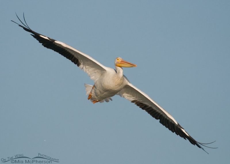 Great White Pelican