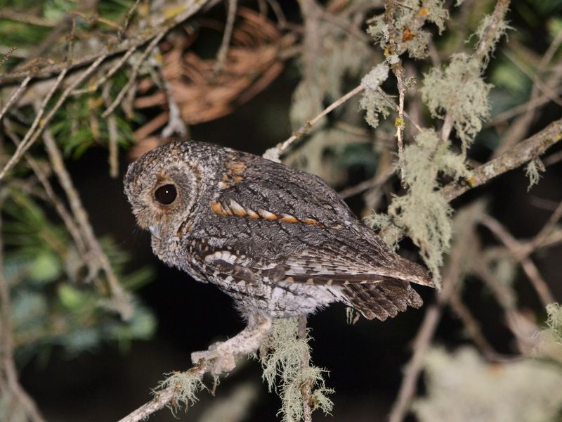 Flammulated Owl (Psiloscops flammeolus)
