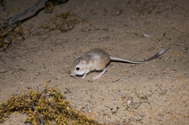 Desert Kangaroo Rat
