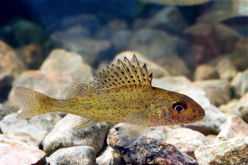 Eurasian Ruffe (Invasive)