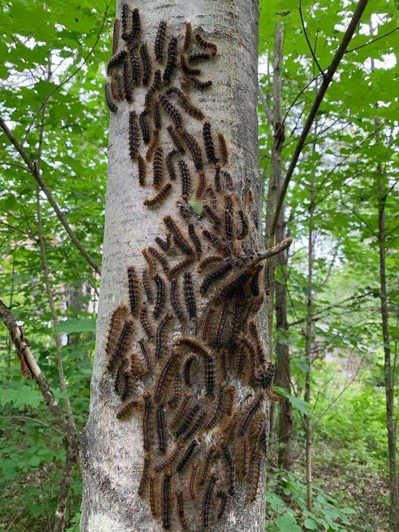 Gypsy Moth