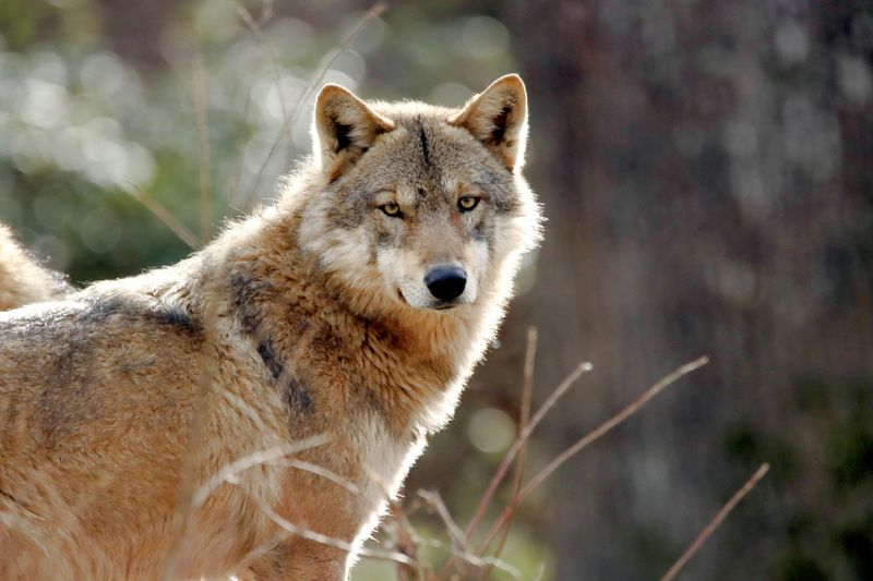 Mexican Wolf