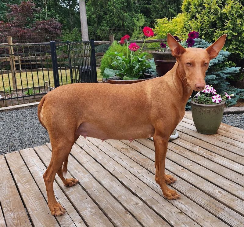 Pharaoh Hound