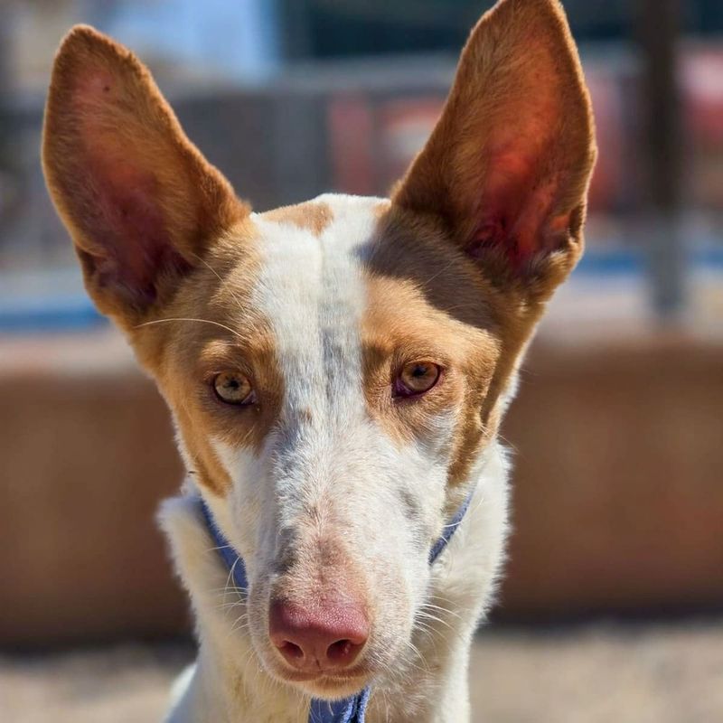 Podenco Ibicenco