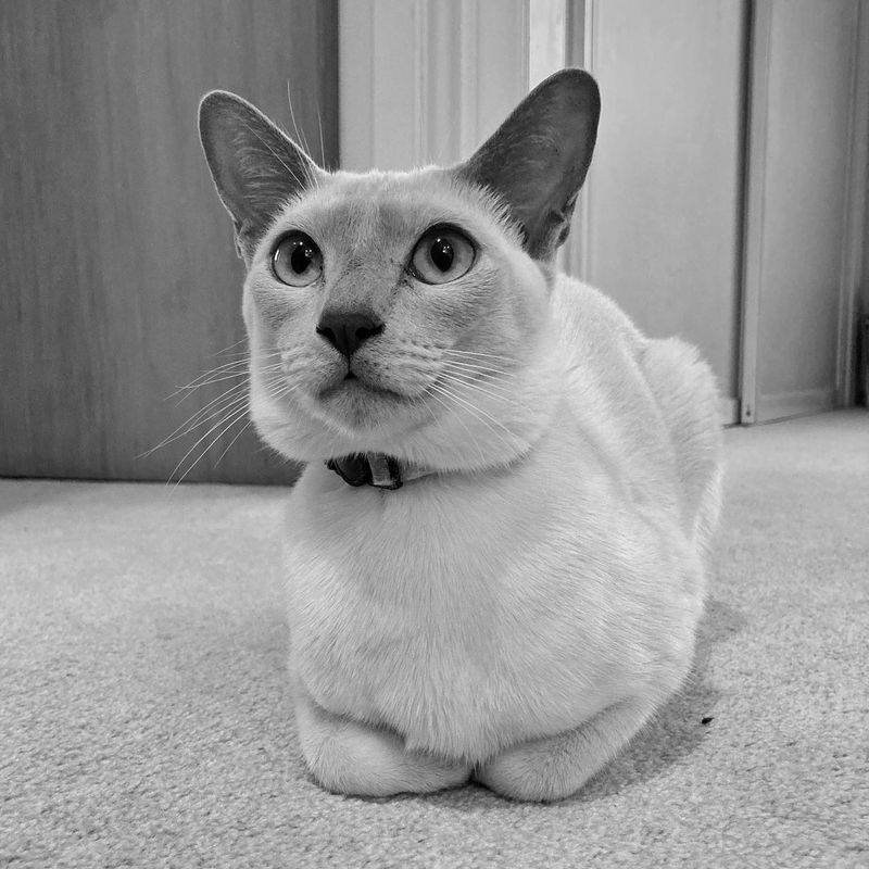 Tonkinese