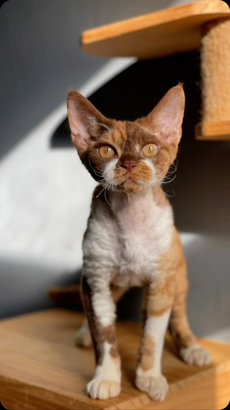 Devon Rex