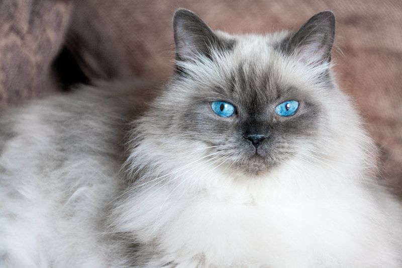 Himalayan Cat