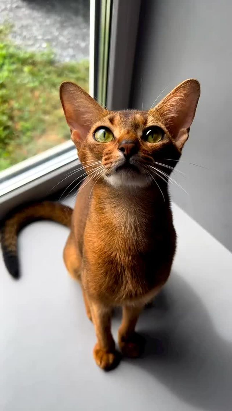 Abyssinian