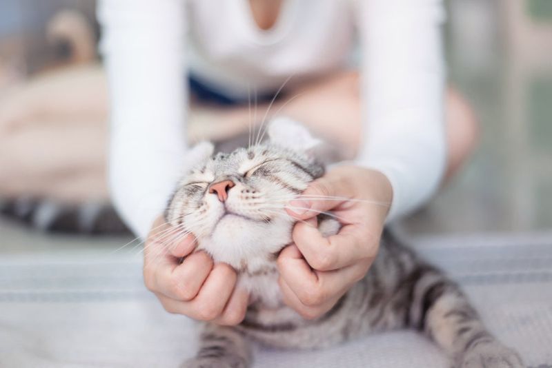 Excessive Petting
