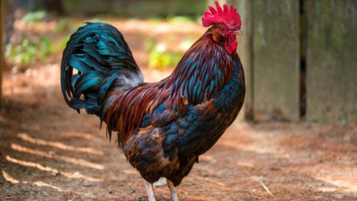 Not Just Alarm Clocks: 12 Things You Didn’t Know About Roosters
