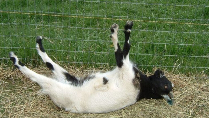 Not Just a Meme: 13 Real Facts About Fainting Goats