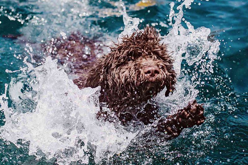Spanish Water Dog