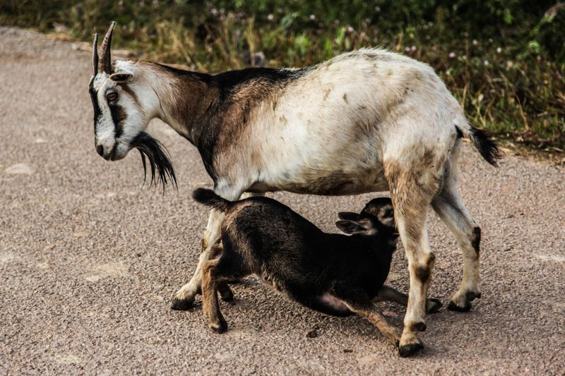 Kinder Goat