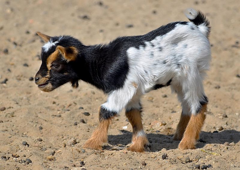 Pygmy
