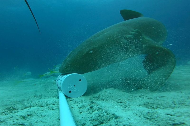 Nurse Shark